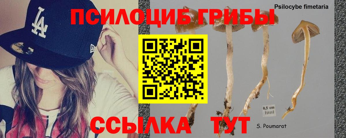 Галлюциногенные грибы GOLDEN TEACHER  Вход с VPN  Бердск  Псилоцибиновые грибы Cubensis 